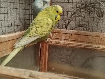 Məhsul: Budaqlı qəfəsdə saxlanılan iki dalmatian/ingilis dalğıc deyil