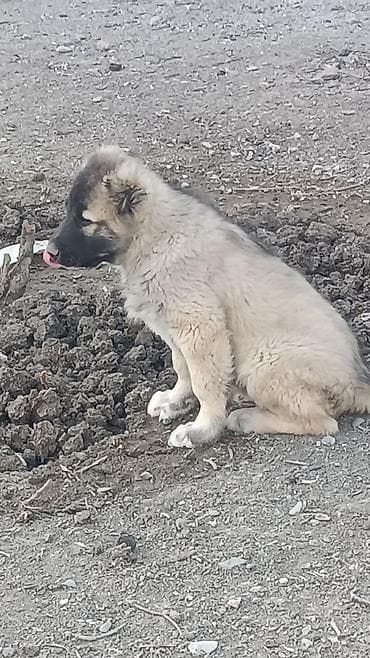 pişik satisi 2020: Kanqal — 1