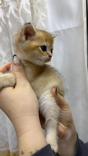 pisiy balasi: Britan — 5