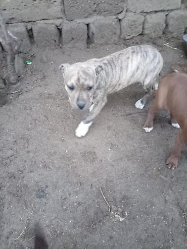 pitbul erkek: Pitbul, 2 ay, Dişi — 7