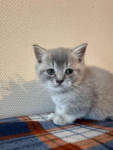 tap az it: Şotland, Erkək, Dişi, Yaxşı əllərə — 10