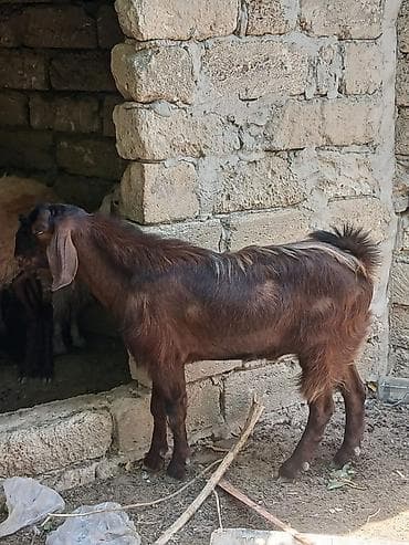 Satılır keçi. Şəkillərdə görünən heyvan tünd qəhvəyi rəngdədir, bədən