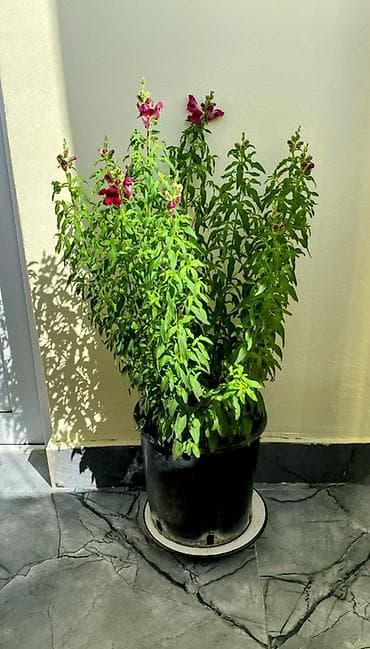 ev bitkisi: Antirrinum (Aslanağzı) saksı bitkisi - Növ: Antirrinum majus – — 2