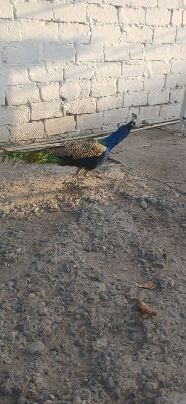 akvarium baliqlari satisi: Məhsul: Hind tovusu (taclı tovuzquşu) – erkək Təsvir: - Canlı, parlaq — 1