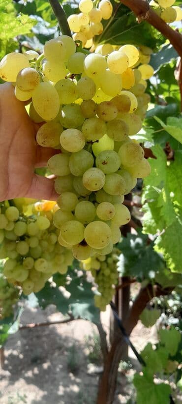 aftamat: Pulverizator, Yeni, Avtomatik — 2