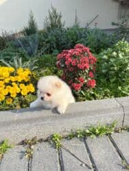 menali it adlari: Şpitz, 2 ay, Dişi, Ünvandan götürmə, Ödənişli çatdırılma — 2