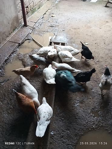 yaşılbaş ordək: 5Dişi 4erkəy Tam sağlam Ördəklərdi Hamsi bir yerdə 180manat — 8