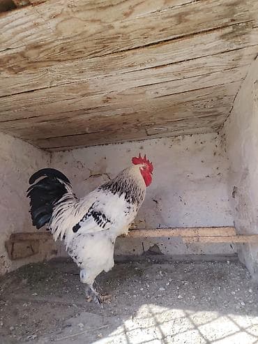 Inəklər, öküzlər: Xoruz, Brama, il: 1, Ünvandan götürmə — 5