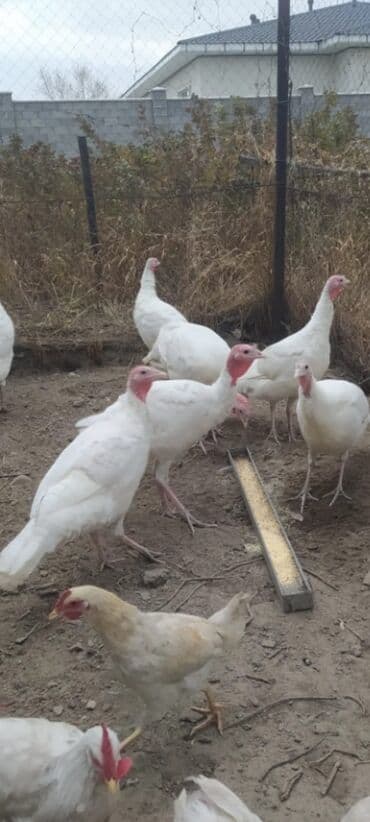 cins inekler azerbaycanda: Salam alekum bu hidusqa satandab 5 hidusqa zakaz etmisik pulu atmisiq — 9