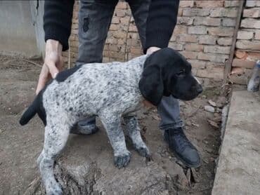 Ov iti balası – qısa tüklü, ağ-qara ləkəli rəngdə. Uzunqulaq, güclü