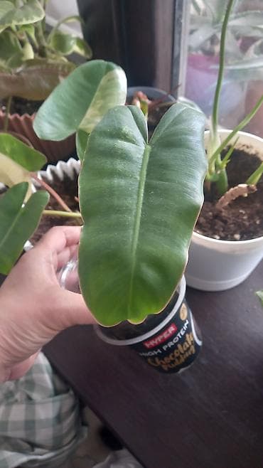 ev gülleri ve adlari: Otaq bitkiləri seti – müxtəlif nadir sortların şlam və balaca — 5