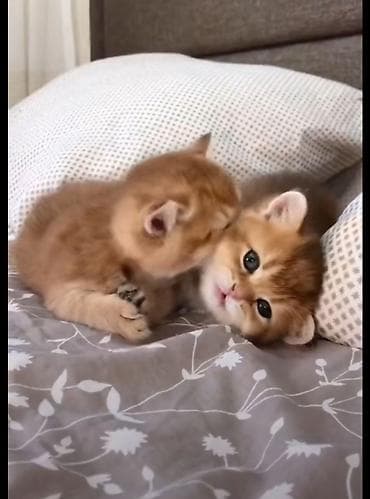 pişik sekilleri: Qızıl şinşilla, Dişi, Yaxşı əllərə, Ünvandan götürmə — 4