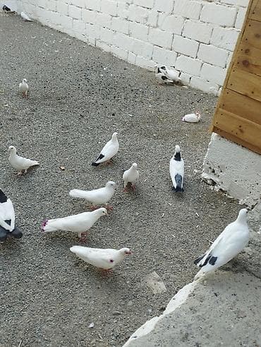 tovuz quşu qiyməti: Hoptum satilir 1ededi 15 aznden icinde deste boynugulluler ucanlar — 9