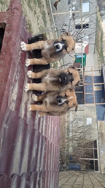 Akvariumlar: Her kese Salam jektorun neveleri satilir iki erkey kucuy qalib 50 — 1