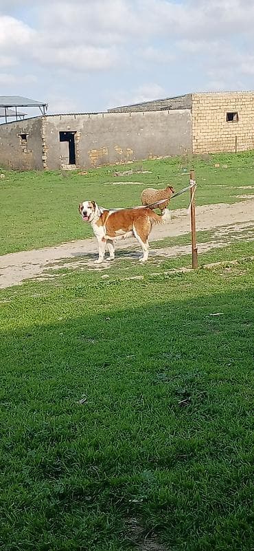 alabay itleri haqqinda melumat: Alabay, 3 il, Dişi, Peyvəndli — 3