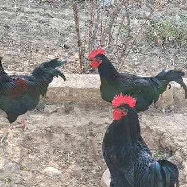 купить кролика в баку: Saf qan xətləri olan qara xalli xoruzlar - Rəng: dərin qara, günəşdə — 2