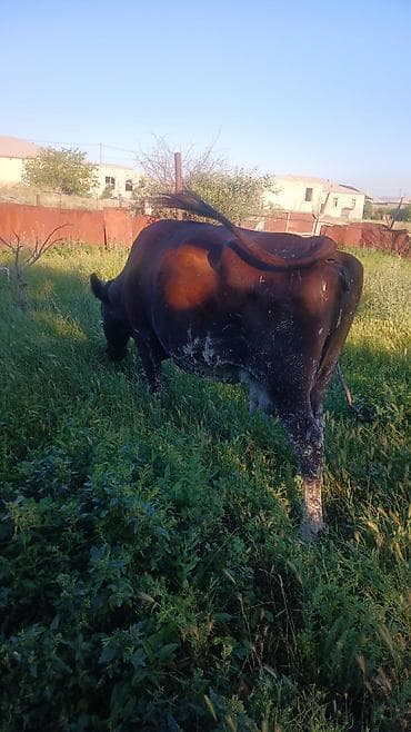 ala inek: Dişi, il: 6, Südlük, Ödənişli çatdırılma — 9