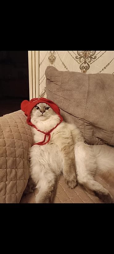 ucuz pisikler: Şinşila sortu pişik qırıq qulaq uzun tüklü qum tərbiyəsi var ağıllı — 4