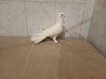 heyvan per page 40: Badam leley 18 tuk qizgin erkey — 2