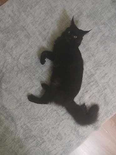 pişik cins: Yaxşı əllərə — 7