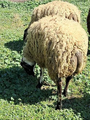 cucə və xoruz təmsil: Qoyun – yerli xırdabuynuzlu heyvan - Cins/type: qarışıq yerli qoyun — 3