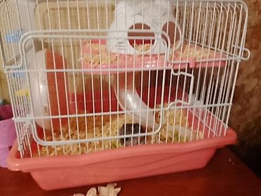 bakida at bazari: Ağ rəngli xamyak və gara rengli xamyak tam dəst qəfəs - Növ: kiçik ev — 5