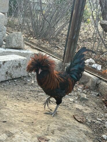 simental inekler satilir: Məhsul: Qold Fizan 6 aylıq xoruz Təsvir: - Yarıböyük ölçülü, başında — 2