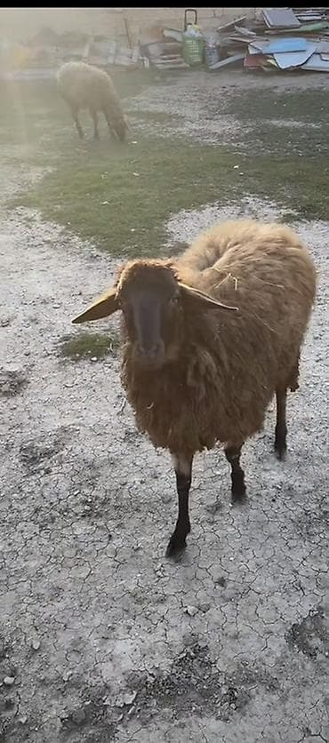 Heyvanlar üçün mallar: Erkək, Qala, il: 1, 40 kq, Damazlıq, Ətlik, Ödənişli çatdırılma — 1