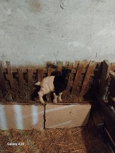 südlü inəklər: Qarışıq rəngli (qara-ağ) balaca keçi (oğlaq) - Cins: yerli — 5