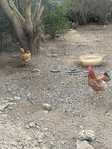 Toyuq, Damazlıq, Ünvandan götürmə — 2