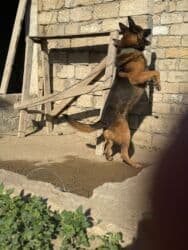 Akvariumlar: Alman çoban iti, 2 il, Erkek, Ünvandan götürmə — 5