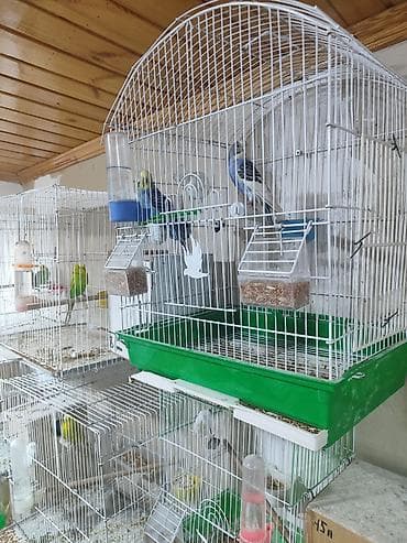 Cüt papuqaylar satılır hamısı. cüt 25m, yumurtalı 35m, altı balalı — 3