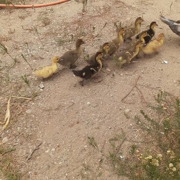 kayuqa ordək: Lal ördəklər macar sortu zümrüdü mirvari göy rəng balalarda satılır — 19