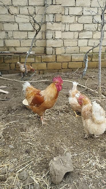 danisan qus: Temiz qan lohmann brown xoruz satilir .aktiv 1il 1ayluq xoruzudu — 7