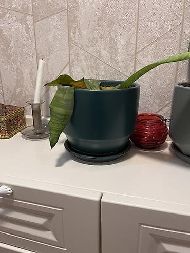 ev gulleri ve adlari: Otaq bitkiləri dəsti – 4 ədəd saksıda 1) Filodendron (uzanan gövdəli — 3