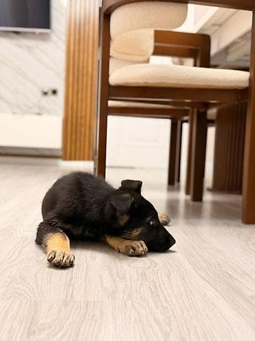 it üçün sinəlik: Alman çoban iti, Peyvəndli — 2