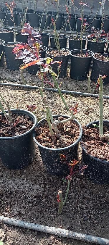 gul ağacı: Qızılgül fidanları – qablarda • Növ: peyvənd olunmuş qızılgül kolları — 8