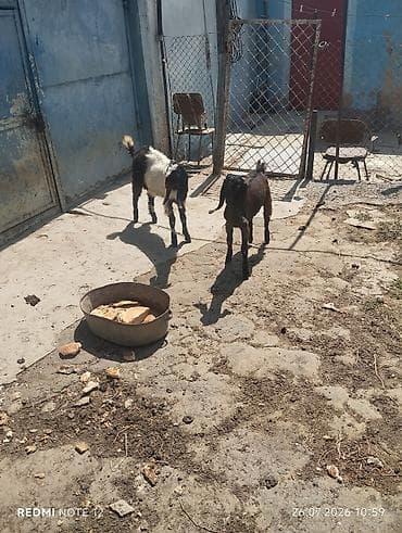 uzun qulaqlar: Satışda: iki gənc keçi (qulaqları sallanan, Nubian tipli). - Rənglər — 2