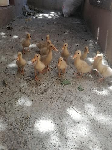 it cinsi: Sarı tüklü ördək balaları - Sağlam Pekin ördək balaları satılır — 2