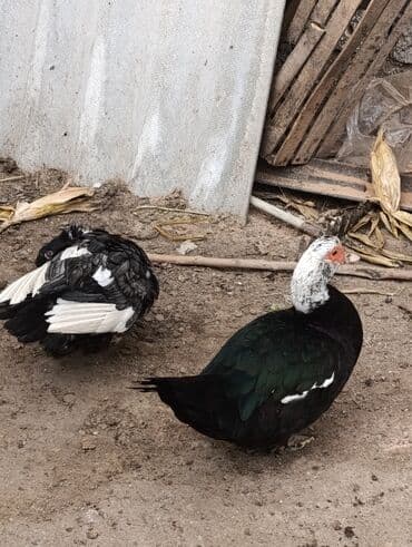 Ördəklər: Muscovy (Hind) ördəkləri – müxtəlif rənglərdə - Şəkillərdə görülən — 2