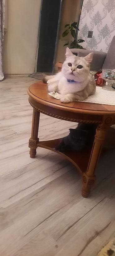pisi: Şinşilla, Erkək, Cütləşmə üçün, Ünvandan götürmə — 1