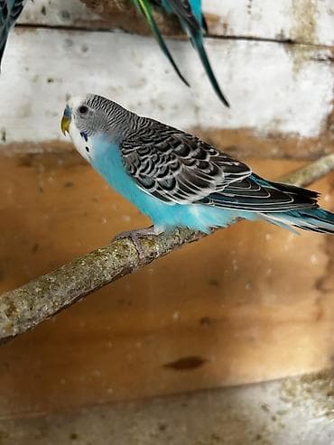 Tutuquşları: Cütə hazır erkek mavi erkek tutuqusular satılır, əlaqə votsap yalnız — 3