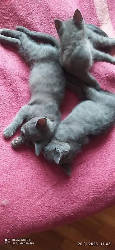 boyumeyen pisik: Rus mavi — 3