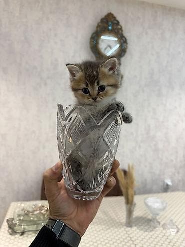 pişik geyimi: Britan — 1