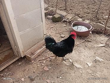 yumurta qiymeti: Təmiz qan Avstrolop yumurtasi — 5