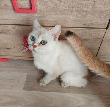 pişik blender: Şotland, Dişi, Yaxşı əllərə, Ünvandan götürmə — 6