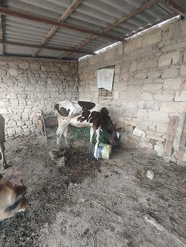 cins toyuqlarin satisi: Dişi, il: 1, Damazlıq, Ünvandan götürmə — 6