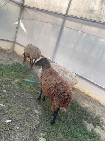 qurbanlıq qoyun: Məhsul: Qoyunlar (Boğaz qoyunlar) 5 dənə — 1