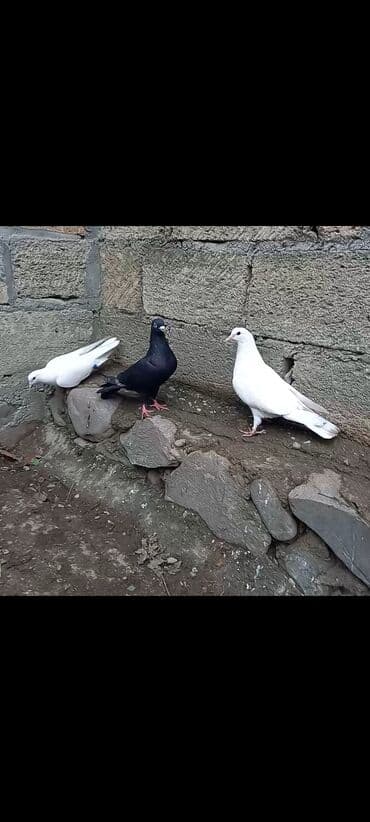 şahin quşunun qiyməti: 2 təzə dənə düşən bala 1 dənə zil qara 16 tük .qiymət 3 -nə — 2
