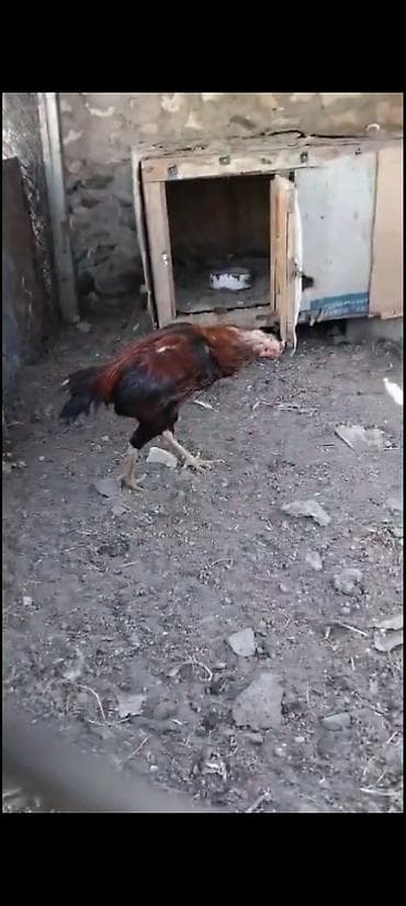 qoyun heyvan: Heyvan heç bir problemi yoxdu real alcya vidyosu atlacaq — 4